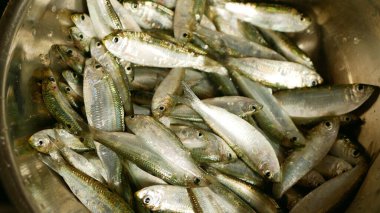 Tamban tawilis sardalyaları sardalya sardalyaları taze deniz ürünleri, balık sürüleri, Mactan Lapu Lapu Cebu Filipinleri 'ndeki aile için sokak tezgahlarında yemek pişirmek için kullanılan alüminyum havzanın içinde bolca balık yetiştiriyorlar. Taze yakalanmış.