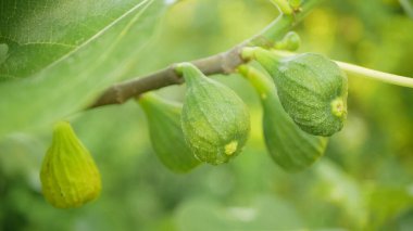 Güzel incir ağacı Ficus carica, küçük, olgunlaşmamış, yenilebilir meyve detayı dalda asılı ve yeşil yapraklar, bahçeye dikilmiş sağlıklı meyveler yakın plan fotoğraf. Çiçekli yaprak döken meyveler tatlı bal kremalı çıtır çıtır