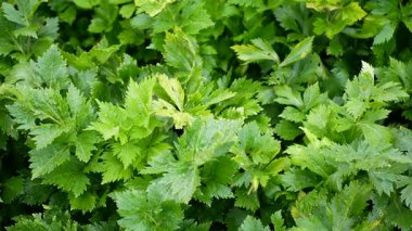 Kereviz Aplium Graveolens çiftlik biyolojik Dulce grubu organik bitki yaprakları ve sapı ekilmiş kış ve ilkbahar sebzeleri tarla çiftliği çiftliğinde yetişiyor ve yakın çekim video görüntülerini hasat etmeye hazır. Tükenmiş çiğ