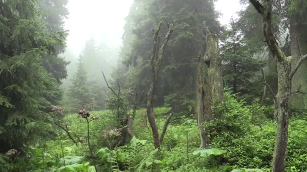 Florestas virgens de abetos na região NPR Praded, clímax, Jeseniky Protected Landscape Area, PLA, Moravia Silesia, República Checa, Europa, UE — Vídeo de Stock