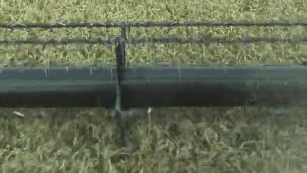 Harvester tijdens het oogsten van graan, tarwe — Stockvideo