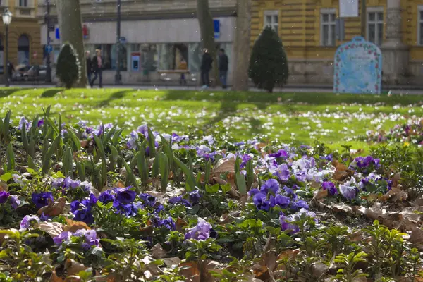 Blommor i parken Zrinjevac i Zagreb — Stockfoto