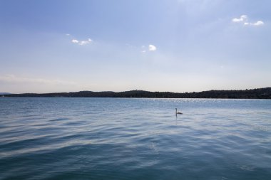 Denizde yalnız Kuğu