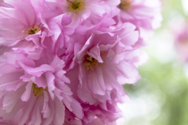      Japon kiraz ağacı, çiçeği 