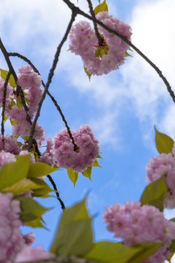      Japon kiraz ağacı, çiçeği 