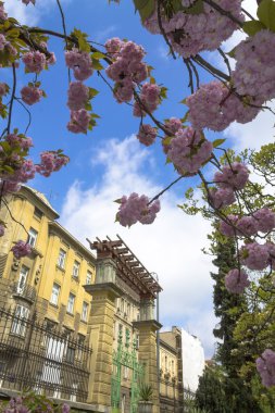      Japon kiraz ağacı, çiçeği 