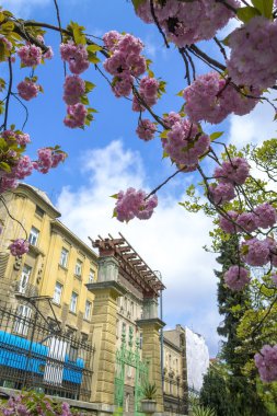     Japon kiraz ağacı, çiçeği 