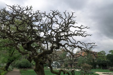    Bir bulutlu gökyüzü üzerinde çıplak ağaç dalları 