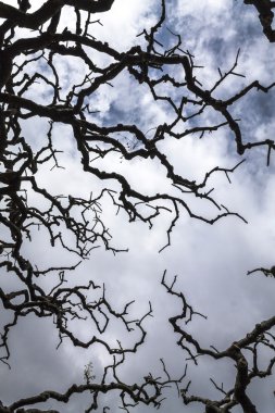     Bir bulutlu gökyüzü üzerinde çıplak ağaç dalları 