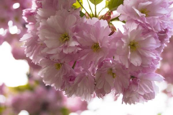      Japon kiraz ağacı, çiçeği 