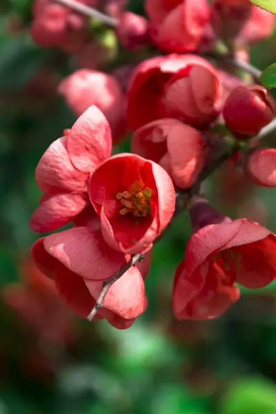 Chaenomeles japonica flower in bloom — Stock Photo, Image