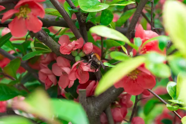 Chaenomeles japonica flower in bloom — Stock Photo, Image