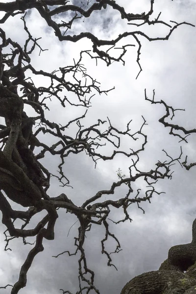     Bir bulutlu gökyüzü üzerinde çıplak ağaç dalları 