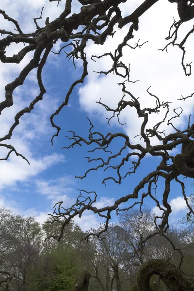     Bir bulutlu gökyüzü üzerinde çıplak ağaç dalları 