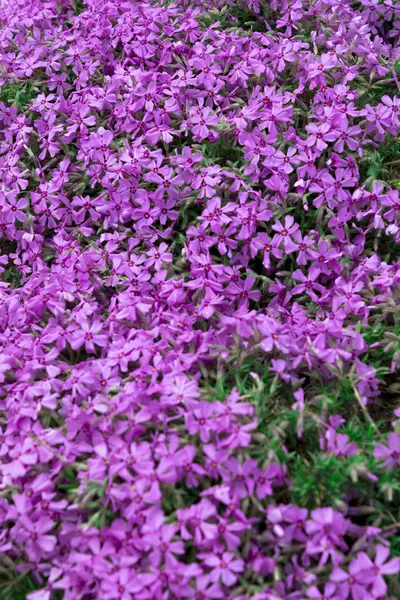 Bunga kecil ungu di taman — Stok Foto