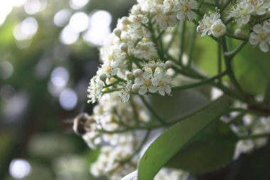     Kiraz ağacı üzerinde beyaz çiçekler 