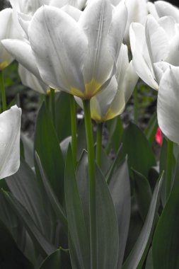      Bir alanda güzel beyaz lale 