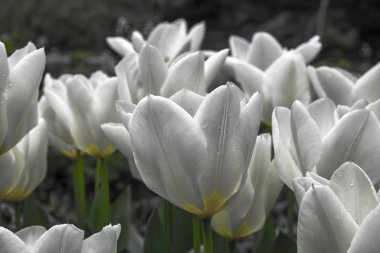      Bir alanda güzel beyaz lale 