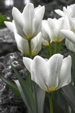      Bir alanda güzel beyaz lale 