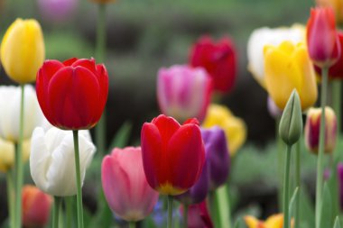      tam renkli Lale alan 