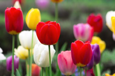      tam renkli Lale alan 