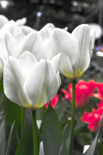 Beautiful white tulip in a field — Stock Photo, Image