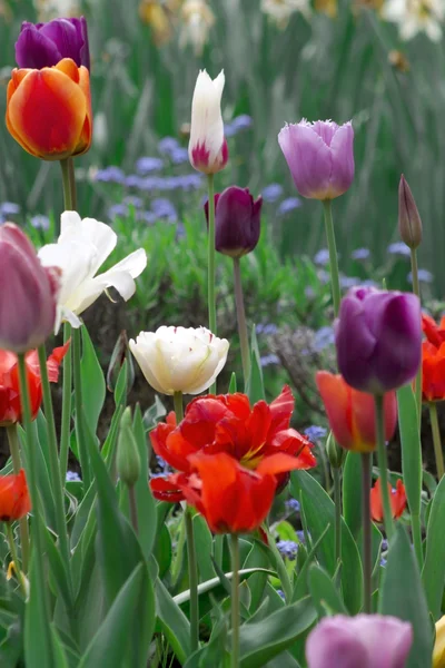 Feld voller bunter Tulpen — Stockfoto