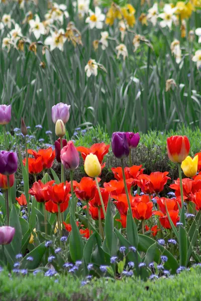 Feld voller bunter Tulpen — Stockfoto