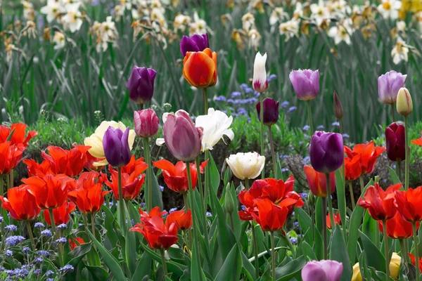 Feld voller bunter Tulpen — Stockfoto