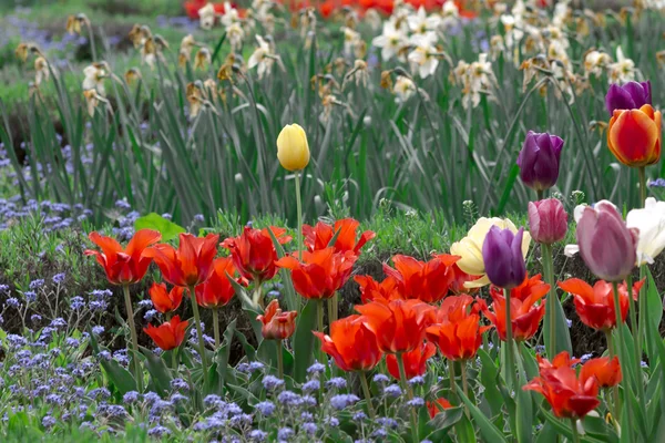 Поле, полное разноцветных тюльпанов — стоковое фото