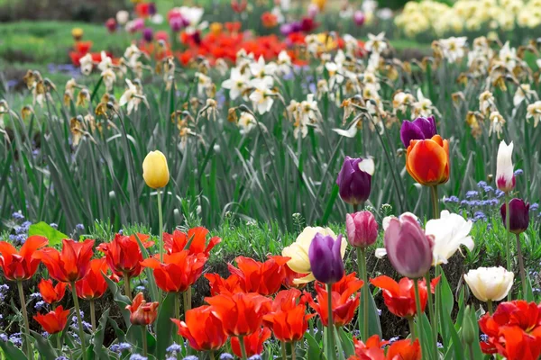 Feld voller bunter Tulpen — Stockfoto