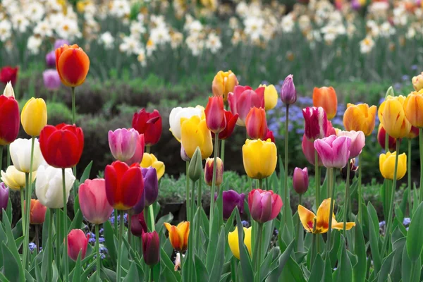 Feld voller bunter Tulpen — Stockfoto