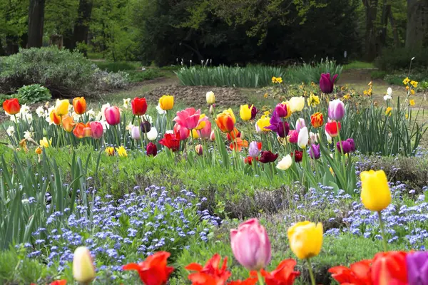 Campo lleno de tulipanes coloridos — Foto de Stock