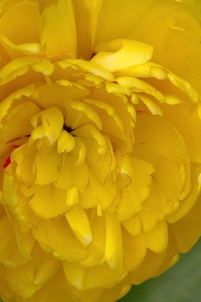 Fleur de marguerite jaune dans le jardin — Photo