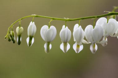     Beyaz Asian kanama kalp çiçek 