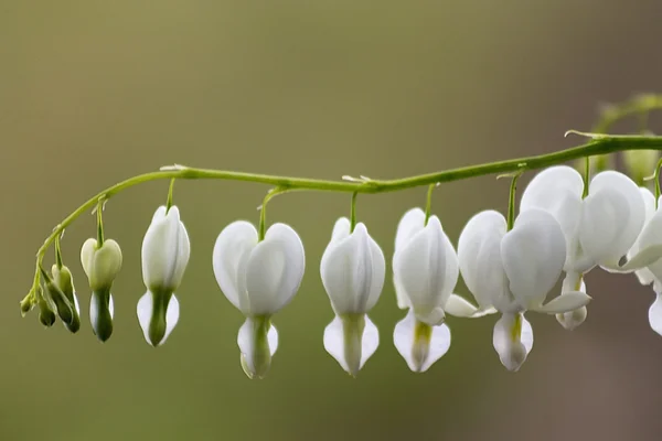 Branco Asiático Sangramento Coração flor — Fotografia de Stock
