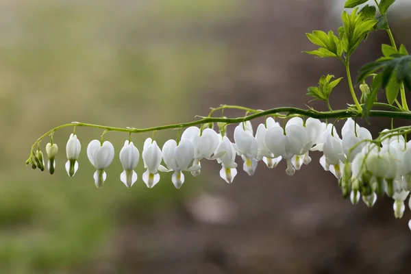 Branco Asiático Sangramento Coração flor — Fotografia de Stock