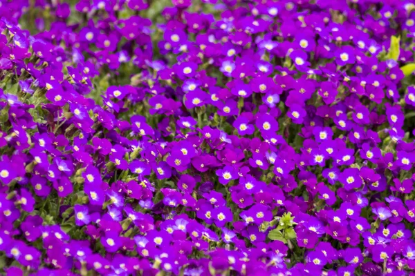 Piccoli fiori viola in giardino — Foto Stock