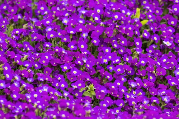 Kleine lila Blüten im Garten — Stockfoto