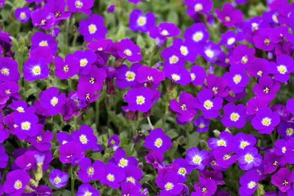 Kleine paarse bloemen in de tuin — Stockfoto