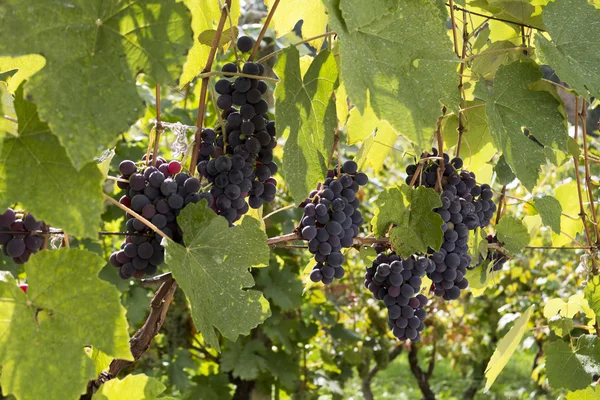 Uvas de vinha em um dia ensolarado — Fotografia de Stock