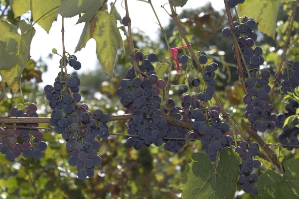 Uvas de vinha em um dia ensolarado — Fotografia de Stock