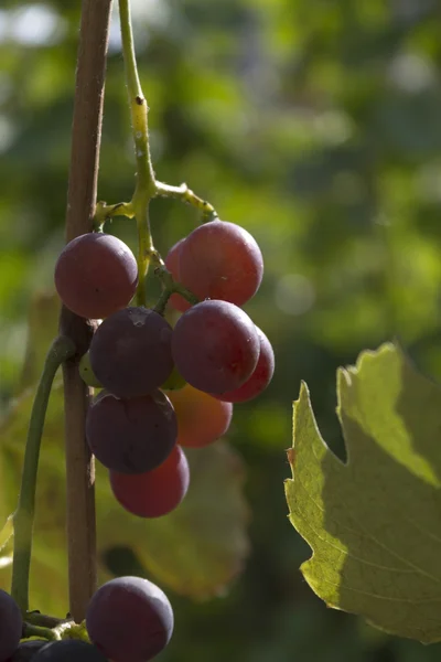 Vineyard Vindruvor på en solig dag — Stockfoto