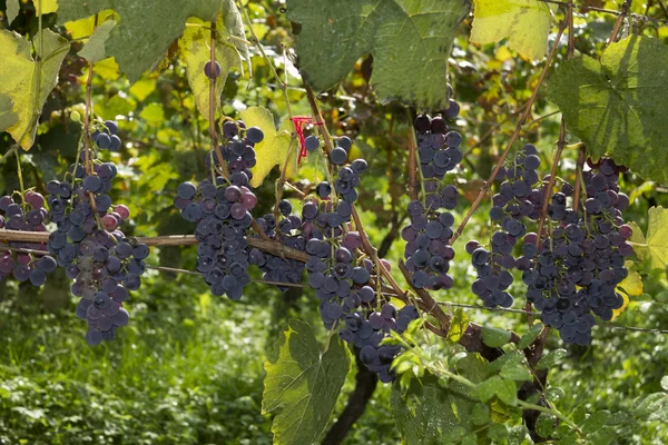 Uvas de vinha em um dia ensolarado — Fotografia de Stock