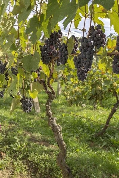 Vineyard grapes on a sunny day — Stock Photo, Image