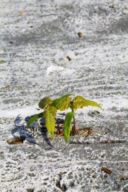     Bir taş bitki büyür 