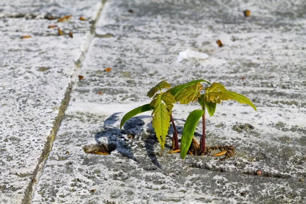     Bir taş bitki büyür 