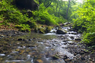     Küçük Şelaleleri Ormanı akışında 