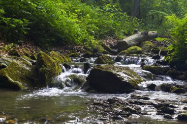     Küçük Şelaleleri Ormanı akışında 