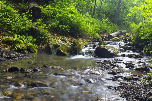     Küçük Şelaleleri Ormanı akışında 